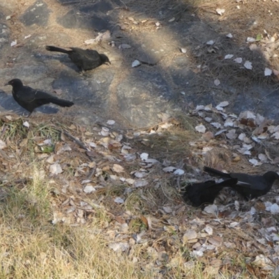 Corcorax melanorhamphos (White-winged Chough) at Holt, ACT - 28 May 2018 by Alison Milton