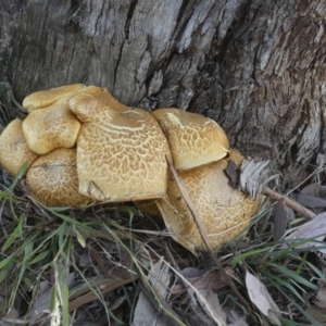 Gymnopilus junonius at Macgregor, ACT - 29 May 2018