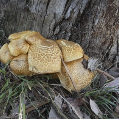 Gymnopilus junonius (Spectacular Rustgill) at Macgregor, ACT - 28 May 2018 by Alison Milton