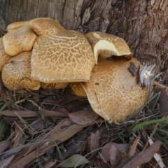 Gymnopilus junonius at Macgregor, ACT - 29 May 2018