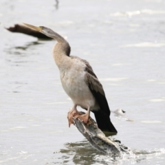 Anhinga novaehollandiae (Australasian Darter) at Belconnen, ACT - 27 May 2018 by Alison Milton