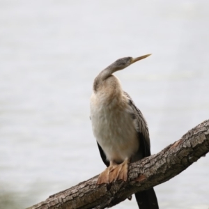 Anhinga novaehollandiae at Belconnen, ACT - 27 May 2018 02:43 PM