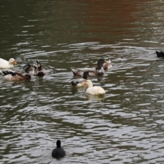 Anas platyrhynchos (Mallard (Domestic Type)) at Belconnen, ACT - 27 May 2018 by AlisonMilton