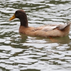 Anas platyrhynchos at Belconnen, ACT - 27 May 2018