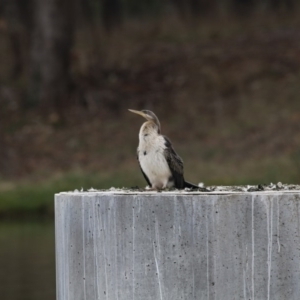 Anhinga novaehollandiae at Belconnen, ACT - 27 May 2018 03:07 PM