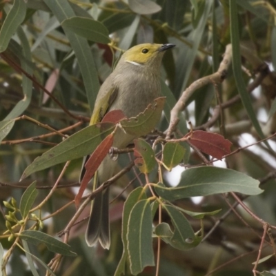 Ptilotula penicillata (White-plumed Honeyeater) at Belconnen, ACT - 27 May 2018 by Alison Milton