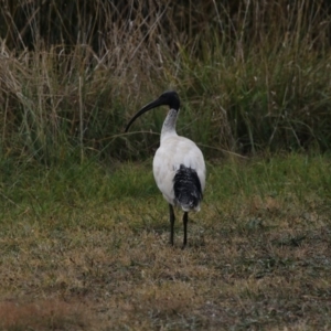 Threskiornis molucca at Belconnen, ACT - 27 May 2018