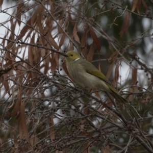 Ptilotula penicillata at Belconnen, ACT - 27 May 2018 04:04 PM