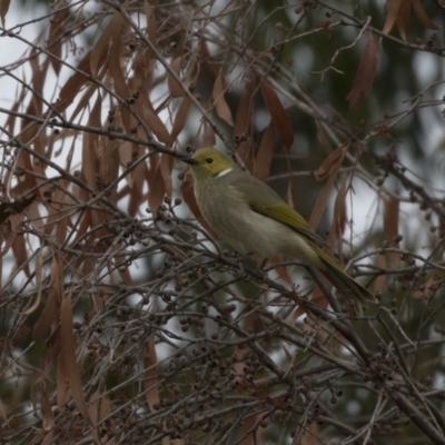 Ptilotula penicillata (White-plumed Honeyeater) at Belconnen, ACT - 27 May 2018 by AlisonMilton