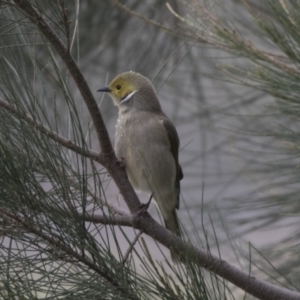 Ptilotula penicillata at Belconnen, ACT - 27 May 2018