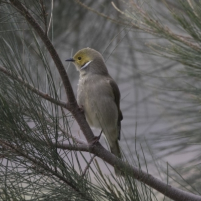 Ptilotula penicillata (White-plumed Honeyeater) at Belconnen, ACT - 27 May 2018 by AlisonMilton