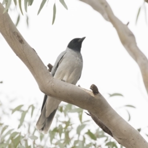 Coracina novaehollandiae at Belconnen, ACT - 27 May 2018