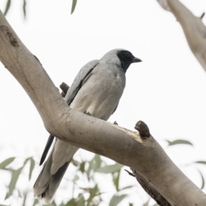 Coracina novaehollandiae at Belconnen, ACT - 27 May 2018