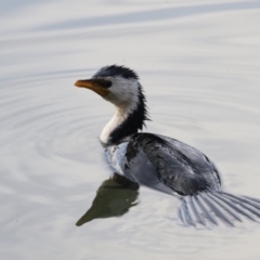 Microcarbo melanoleucos (Little Pied Cormorant) at Belconnen, ACT - 27 May 2018 by Alison Milton