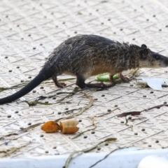 Hydromys chrysogaster (Rakali or Water Rat) at Belconnen, ACT - 27 May 2018 by AlisonMilton