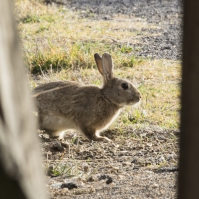 Oryctolagus cuniculus (European Rabbit) at Fyshwick, ACT - 24 May 2018 by Alison Milton