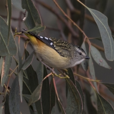 Pardalotus punctatus (Spotted Pardalote) at Fyshwick, ACT - 25 May 2018 by Alison Milton