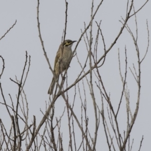 Caligavis chrysops at Fyshwick, ACT - 25 May 2018 10:00 AM