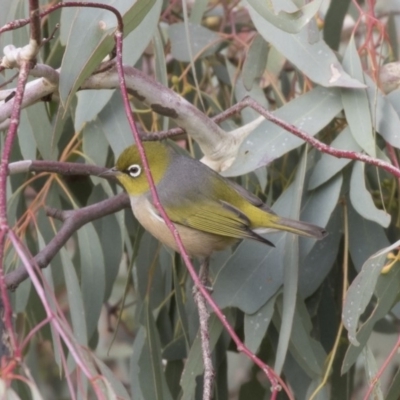 Zosterops lateralis (Silvereye) at Fyshwick, ACT - 25 May 2018 by Alison Milton