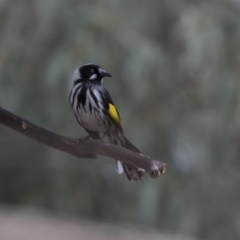 Phylidonyris novaehollandiae (New Holland Honeyeater) at Fyshwick, ACT - 25 May 2018 by AlisonMilton