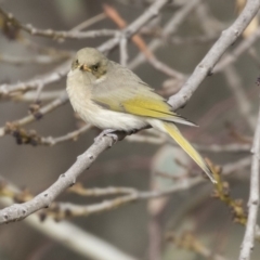 Ptilotula fusca (Fuscous Honeyeater) at Fyshwick, ACT - 25 May 2018 by AlisonMilton