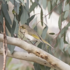 Ptilotula fusca at Fyshwick, ACT - 25 May 2018