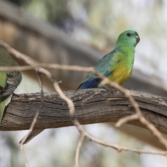 Psephotus haematonotus (Red-rumped Parrot) at Fyshwick, ACT - 25 May 2018 by Alison Milton