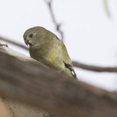 Psephotus haematonotus at Fyshwick, ACT - 25 May 2018