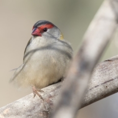 Neochmia temporalis (Red-browed Finch) at Fyshwick Sewerage Treatment Plant - 25 May 2018 by AlisonMilton