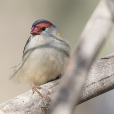 Neochmia temporalis (Red-browed Finch) at Fyshwick Sewerage Treatment Plant - 25 May 2018 by AlisonMilton