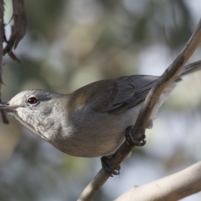 Colluricincla harmonica (Grey Shrikethrush) at Fyshwick, ACT - 25 May 2018 by AlisonMilton