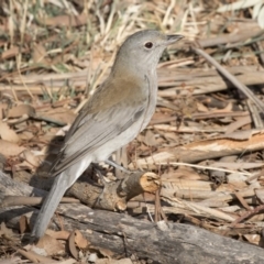 Colluricincla harmonica at Fyshwick, ACT - 25 May 2018