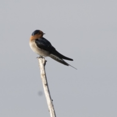 Hirundo neoxena at Fyshwick Sewerage Treatment Plant - 25 May 2018 11:04 AM