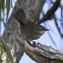 Sericornis frontalis at Fyshwick, ACT - 25 May 2018