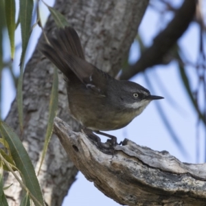 Sericornis frontalis at Fyshwick, ACT - 25 May 2018