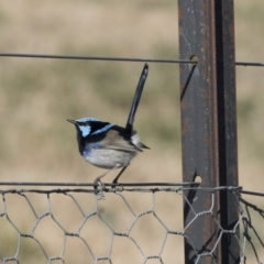 Malurus cyaneus (Superb Fairywren) at Fyshwick, ACT - 25 May 2018 by AlisonMilton