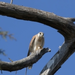 Falco cenchroides (Nankeen Kestrel) at Fyshwick Sewerage Treatment Plant - 25 May 2018 by AlisonMilton