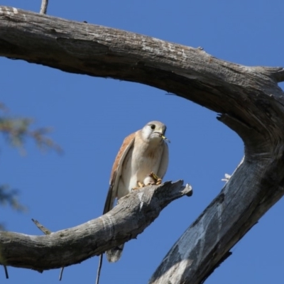 Falco cenchroides (Nankeen Kestrel) at Fyshwick, ACT - 25 May 2018 by AlisonMilton