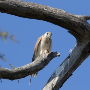 Falco cenchroides at Fyshwick Sewerage Treatment Plant - 25 May 2018