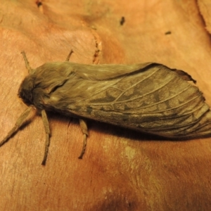 Oxycanus antipoda at Pine Island to Point Hut - 30 May 2018