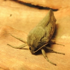 Oxycanus antipoda at Pine Island to Point Hut - 30 May 2018