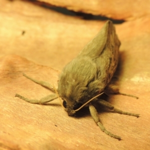 Oxycanus antipoda at Pine Island to Point Hut - 30 May 2018 11:07 PM