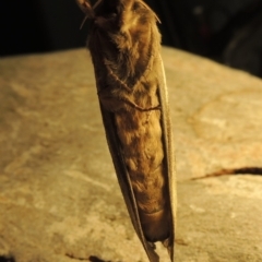 Oxycanus antipoda at Pine Island to Point Hut - 30 May 2018 11:07 PM