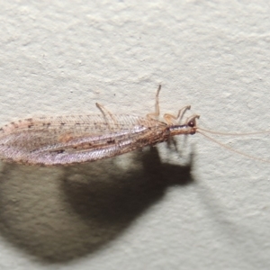 Hemerobiidae sp. (family) at Conder, ACT - 10 Mar 2015