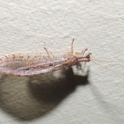 Hemerobiidae sp. (family) (Unidentified brown lacewing) at Pollinator-friendly garden Conder - 10 Mar 2015 by michaelb