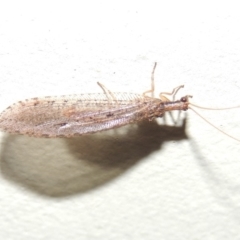 Hemerobiidae sp. (family) at Conder, ACT - 10 Mar 2015