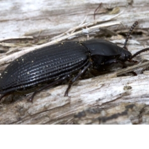 Meneristes australis at Acton, ACT - 4 Jun 2018