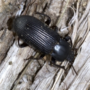 Meneristes australis at Acton, ACT - 4 Jun 2018