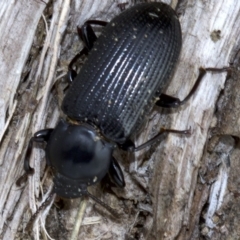 Meneristes australis at Acton, ACT - 4 Jun 2018