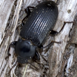 Meneristes australis at Acton, ACT - 4 Jun 2018 12:54 PM